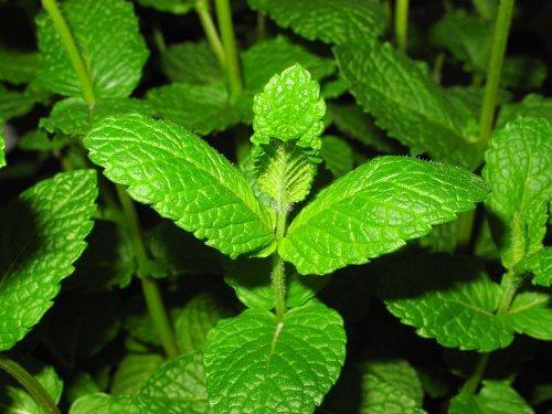 बगीचे में सिरके का उपयोग - एंटी फंगल के रूप में