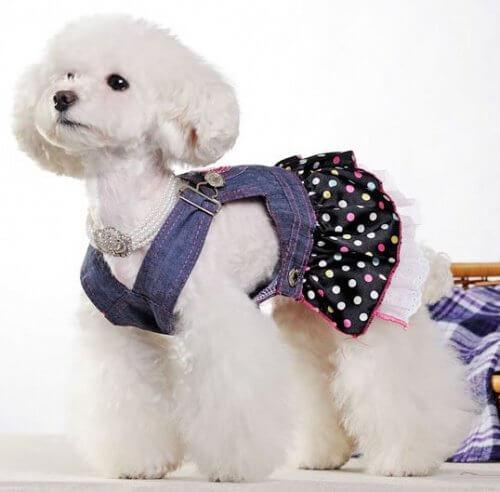 पुरानी जीन्स से बने आपके पालतू जानवर के कपड़े
