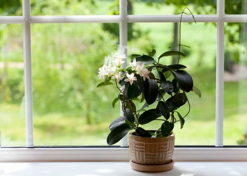 बेडरूम को कीटाणुमुक्त रखने में पेड़-पौधों का योगदान