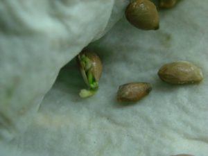 ऐसे उगायें नींबू का पौधा: स्टेप 3