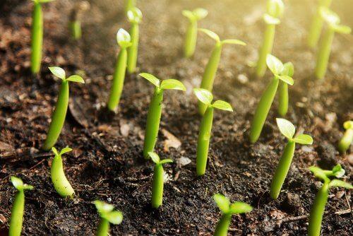 सूरज की रोशनी आपकी दालचीनी के पौधे की सबसे अच्छी दोस्त होती है