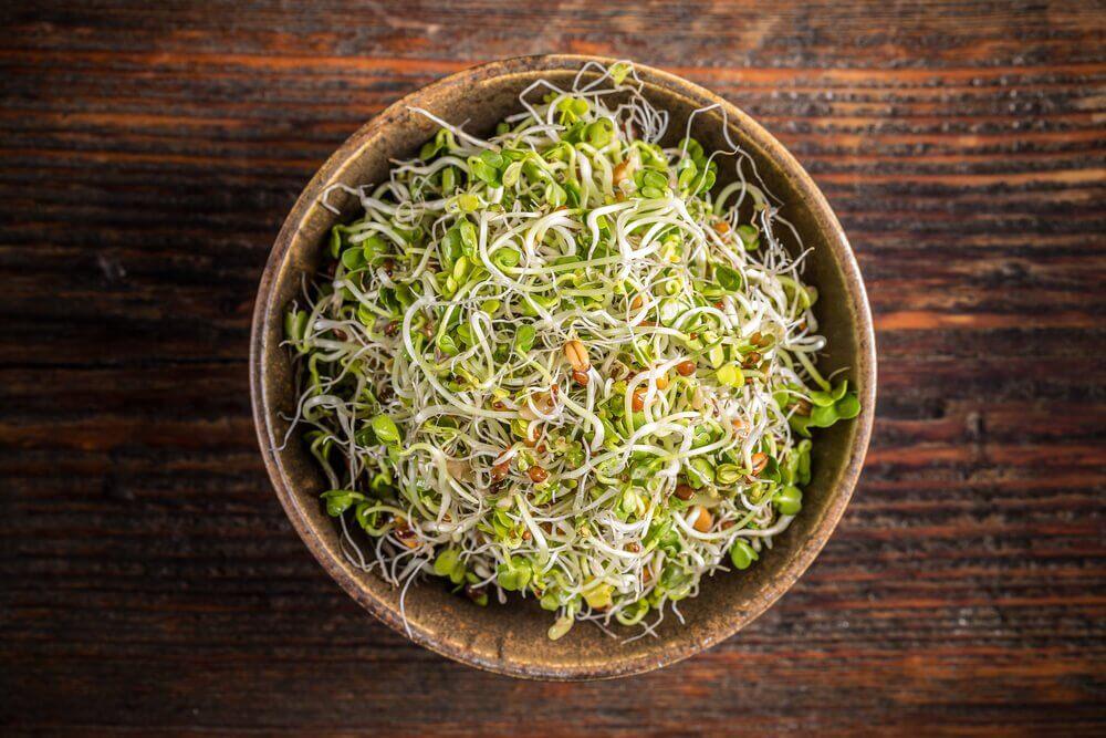 अल्फाल्फा (Alfalfa)
