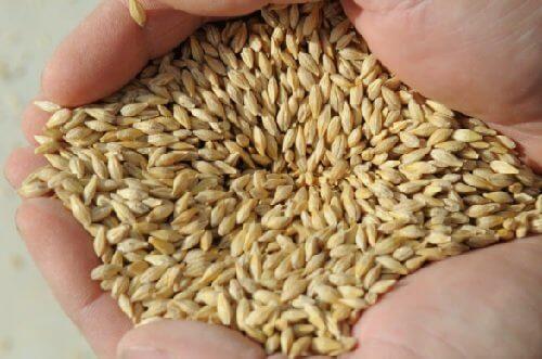 जौ की मदद से अपने डाइवर्टिक्युलाइटिस से राहत पाएं