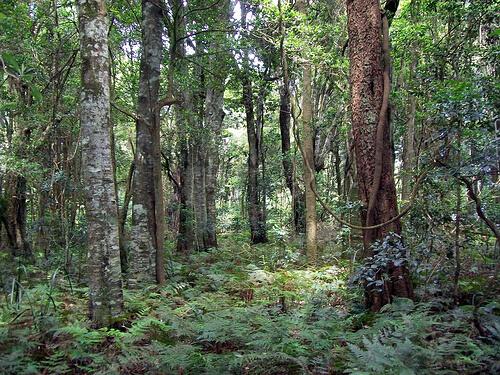 लकड़ी की राख से बनी नेचुरल कम्पोस्ट खाद