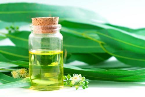 यूकेलिप्टस ड्रॉप (Eucalyptus drops)