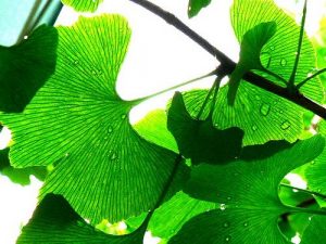 बहरापन की रोकथाम जिंगो बाइलोबा से