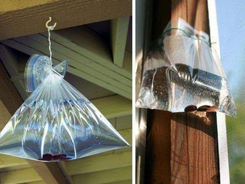 घरेलू मक्खियों से छुटकारा : वोदका की थैली