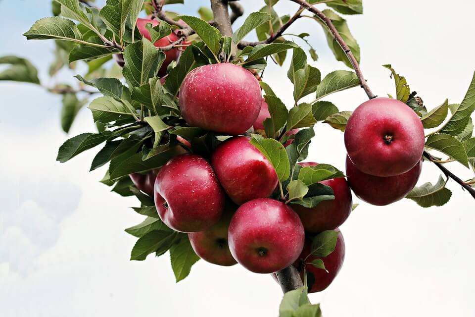 क्या आप जानते हैं, सेब खाकर आप अपनी सेहत को देते हैं ये अद्भुत वरदान