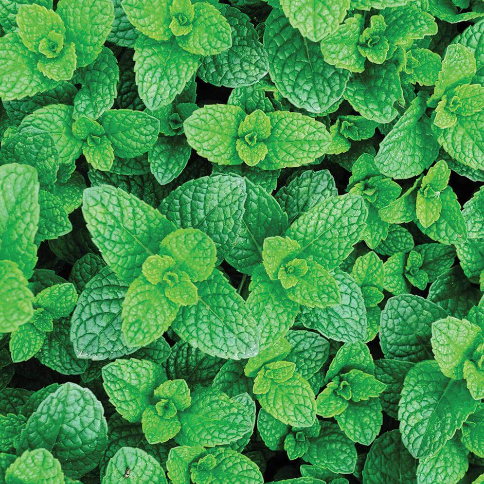 पुदीने का आपके फेफड़ों की सेहत से संबंध