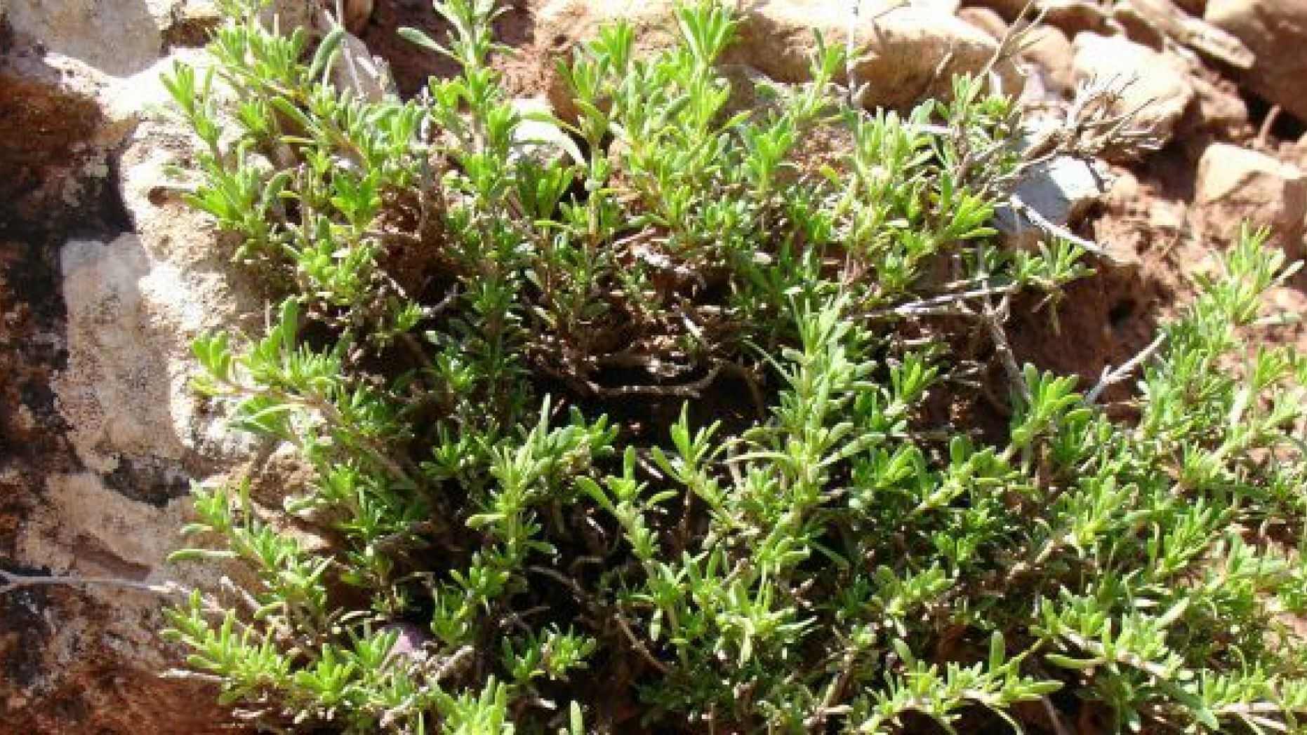 थाइम आपके फेफड़ों की सेहत को बेहतर बना सकता है