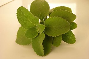 बोल्डो : इस आसान नुस्ख़े से अपने लीवर की सेहत सुधारें