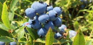 ब्लूबेरी के गुण (The Properties of Blueberries)