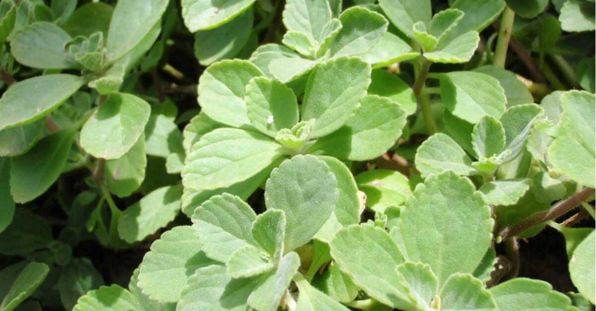 बोल्डो की रासायनिक संरचना