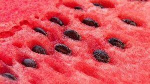 Watermelon poultice
