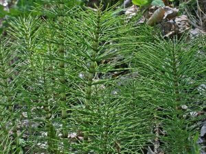 देह की सफ़ाई करने वाला हॉर्सटेल अर्क