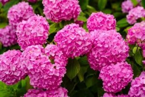 खतरनाक पौधे : हाइड्रेंजिया (Hydrangeas)