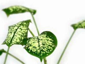 खतरनाक पौधे : मदर इन लॉ'ज टंग