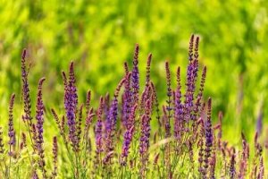 खतरनाक पौधे : सैल्विया डिविनोरम (Salvia divinorum)