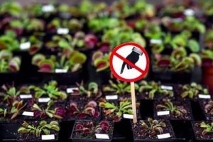 7 खतरनाक पौधे जिन्हें आपको घर पर नहीं रखना चाहिए