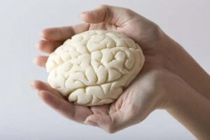 मस्तिष्क के हिस्से कैसे बंटे हैं