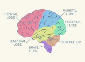 मस्तिष्क के विभिन्न हिस्से