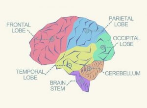 मस्तिष्क के विभिन्न हिस्से