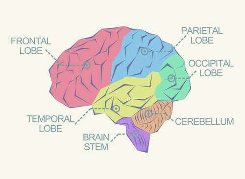 मस्तिष्क के विभिन्न हिस्से