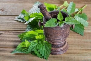 हड्डियों की सेहत मजबूत करता है नेटल (Nettle)