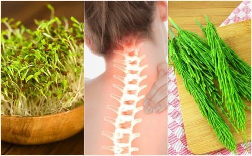 7 औषधीय पौधे जो आपकी हड्डियों की सेहत मजबूत रखने में मदद कर सकते हैं