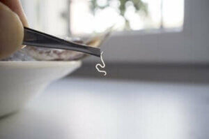 सबसे आम फ़ूड पैरासाइट के बारे में जानें