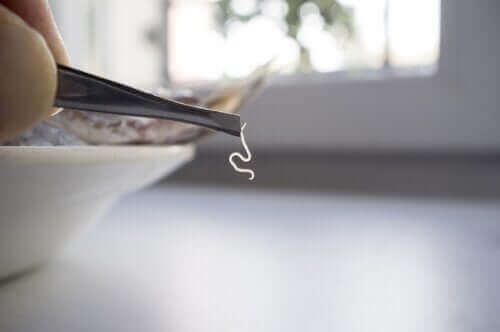 सबसे आम फ़ूड पैरासाइट के बारे में जानें