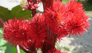 शैंपू और मास्क